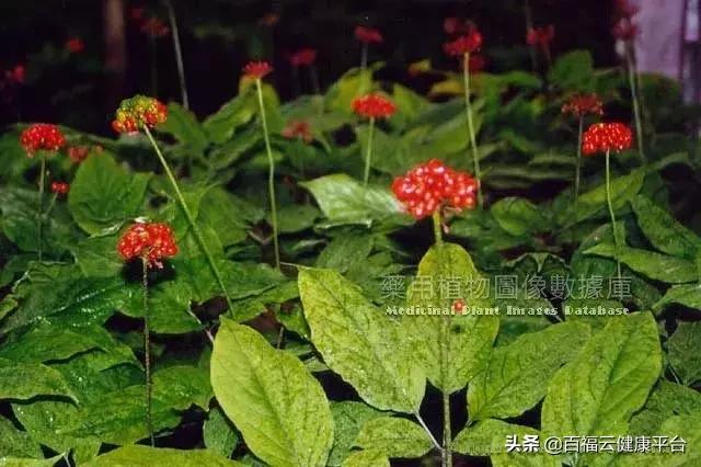 每天吃一克人参的功效,可以天天吃的人参