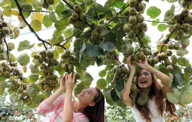 中国水果飘零海外,如今天价辗转回国,人们还不知道中国是原产地