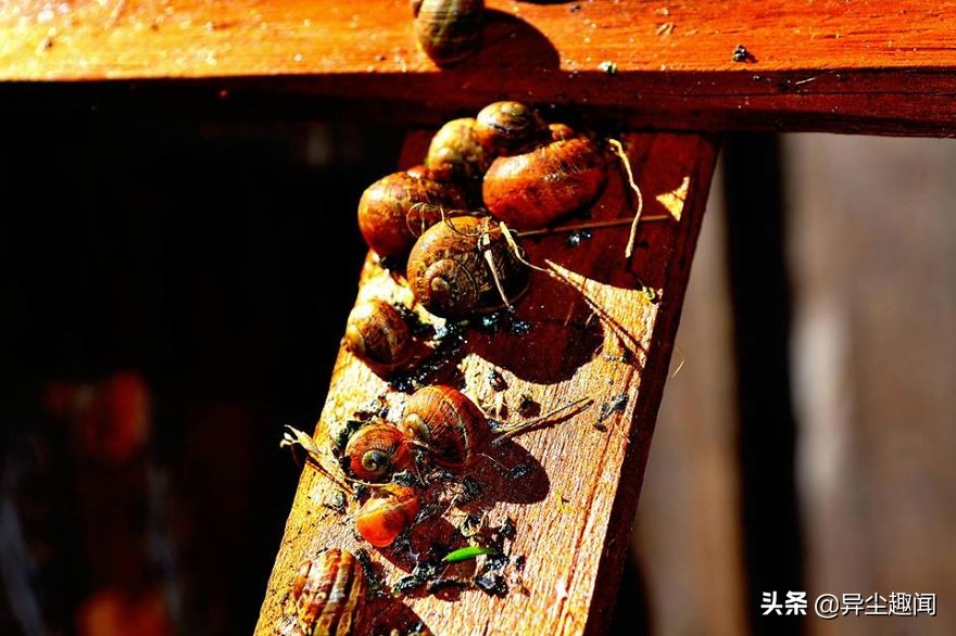 最漂亮的蜗牛图片,100幅蜗牛图片