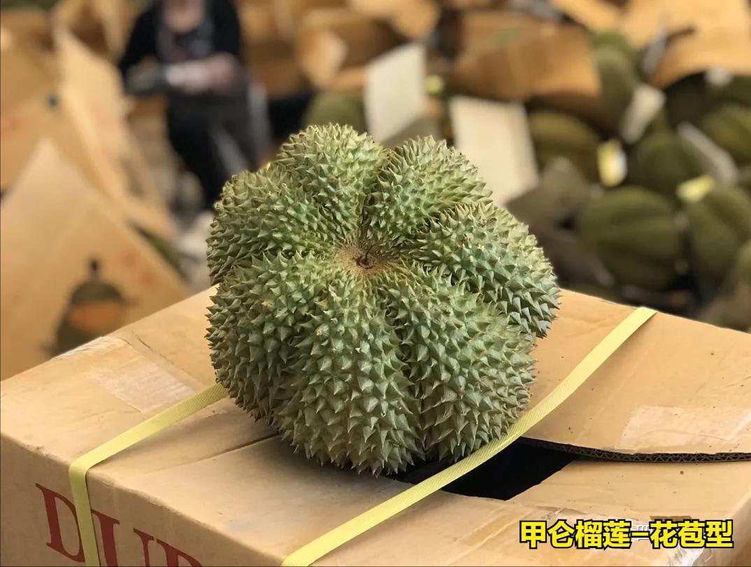 巴掌榴莲和甲仑榴莲哪个好,甲仑榴莲与金枕头榴莲口味