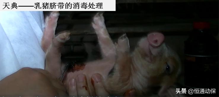 分娩母猪接生关键技术,人工助产母猪方法