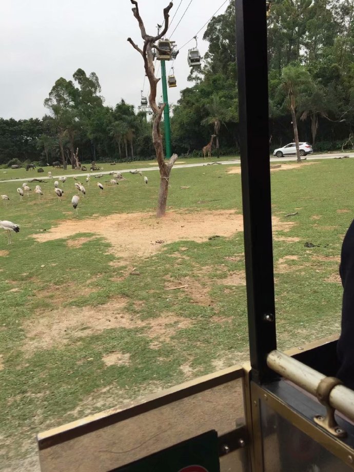 长隆野生动物园旅游攻略带娃,广州长隆动物园适合亲子游