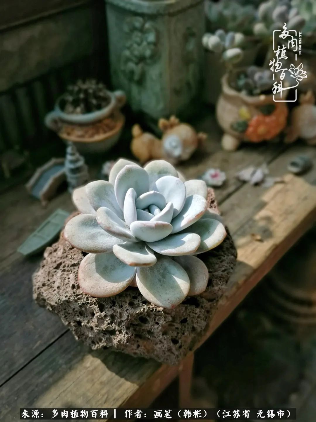 阳台多肉花园简直美翻了,适合男生养的多肉