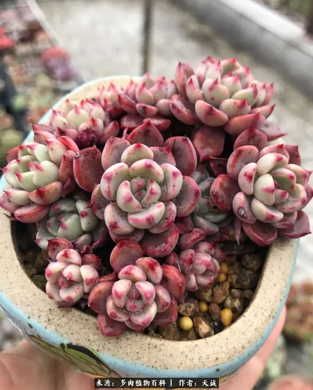 多肉从小养到大的过程,真爱的力量教程