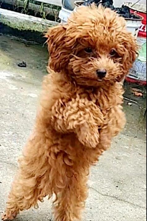 泰迪舔这几大地方，说明有事要发生了