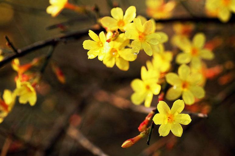 迎春花开的原创诗词,迎春花开诗词大全