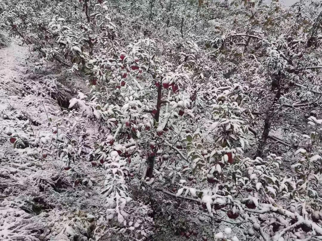 平凉崆峒区四路车现在停运了吗,平凉长途客车停运了吗