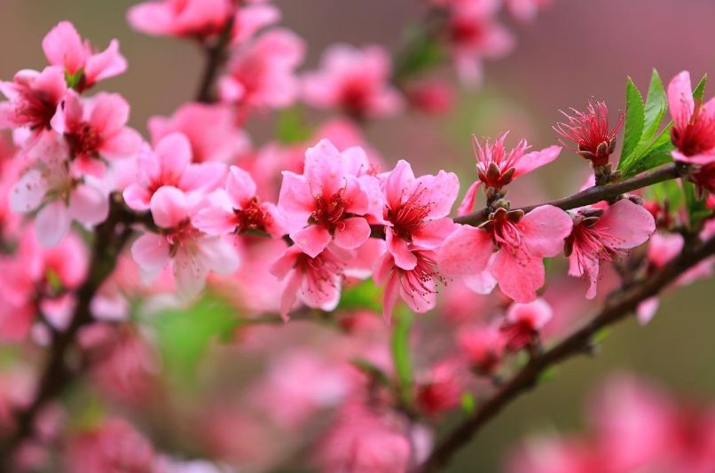 【诗词鉴赏】春风十里桃花灼灼我在诗词的世界里等你！