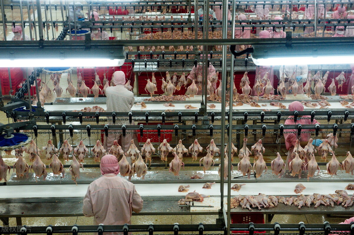 鸡肉没有以前香了,为什么现在鸡肉没有以前香