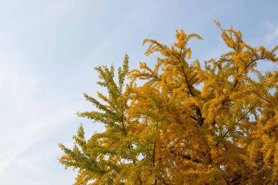 醉美大工秋|读书不觉已秋深，____________