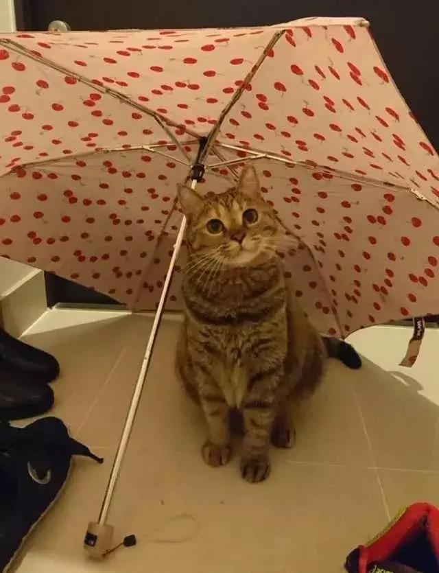 怎样可以封印住一只猫,咋样可以快速封印猫咪