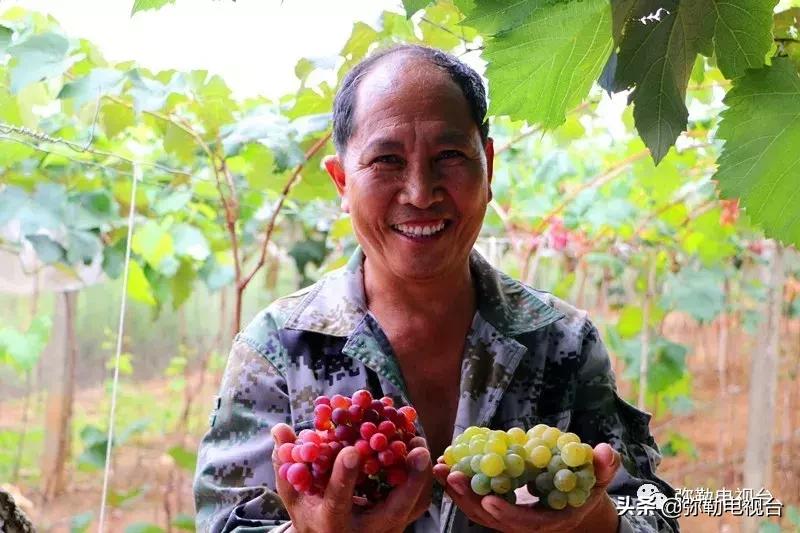 弥勒葡萄价格,弥勒葡萄卖5元一颗