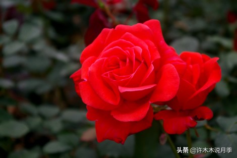 大花月季名贵月季十大品种,月季大花浓香好养的品种