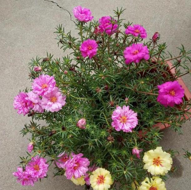 土养花如何杀虫杀菌,养花的土壤怎么样才能杀菌杀虫