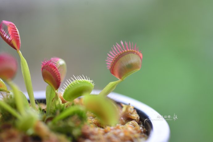 花园里防蚊子,在花园里劳作