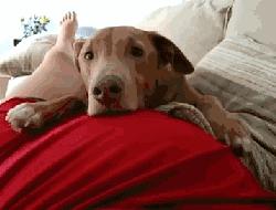 狗子感受到人类胎动,狗趴在主人肚子上听到胎动