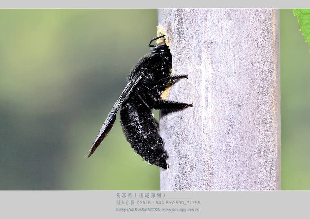 鎽勫奖绔瑰瓙鍥剧墖娆ｈ祻,鎽勫奖绔瑰瓙楂樻竻鍥剧墖