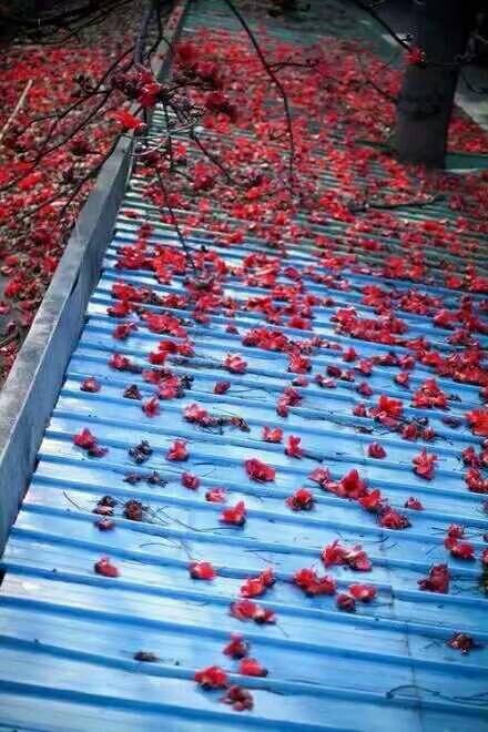 梦里花落知多少小说在线阅读,梦里花落知多少全文