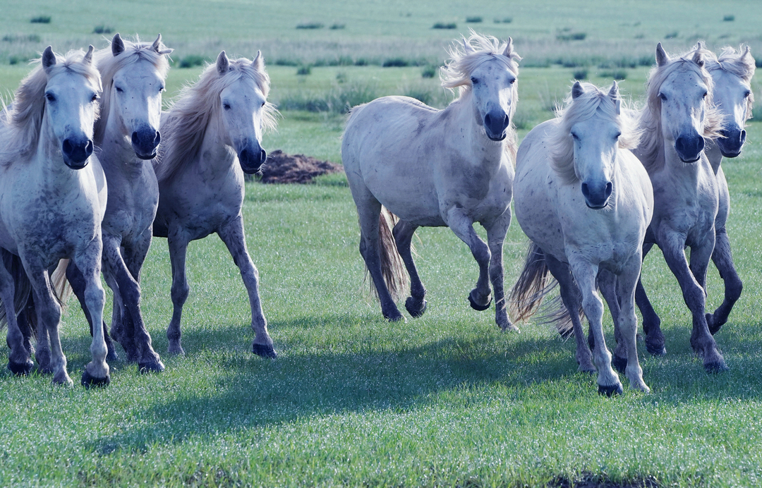 拍马都追不上的成语,拍马都赶不上的成语