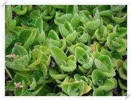 一口黄牙竟让形象尽毁！‘到手香’帮你重新找回自信！大胆开笑