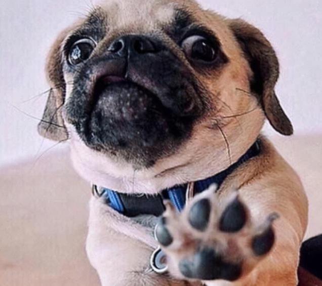 养巴哥注意事项和安全,养巴哥犬有什么要注意的事项