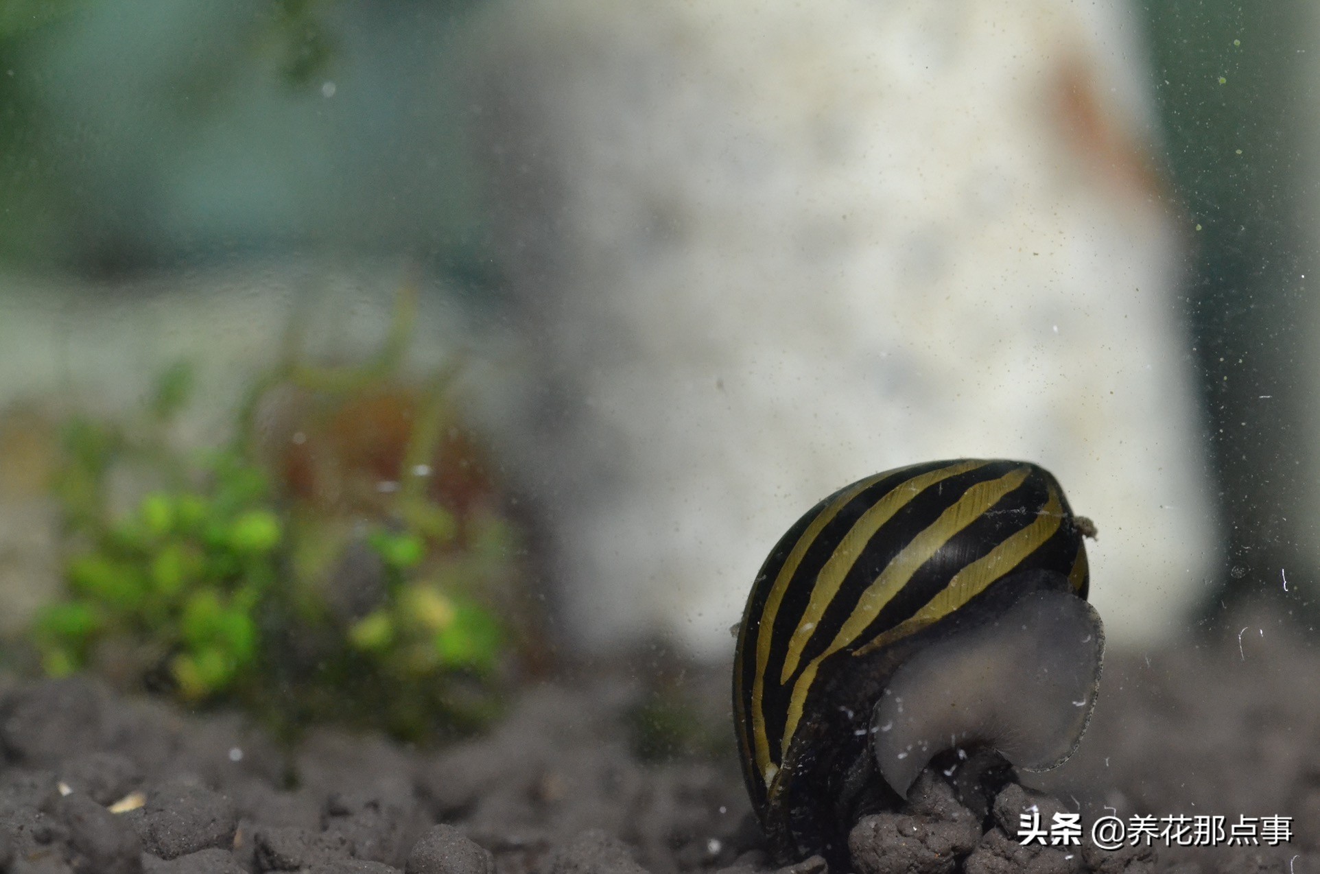 热带鱼好养新手入门推荐大缸,热带鱼最好养活又漂亮