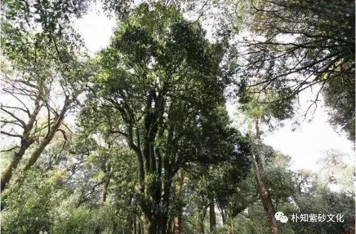 台地茶野生茶乔木茶古树茶区别,野生茶和茶园茶口感的区别