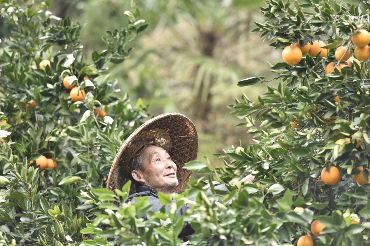 免狐扶贫项目上线,为麻阳甜橙解决销路难题