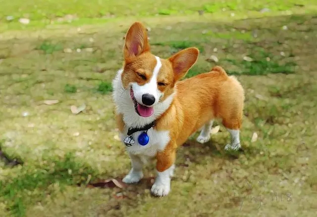 柯基犬的10个优点不养你会后悔,盘点柯基犬的缺点养之前得先知道