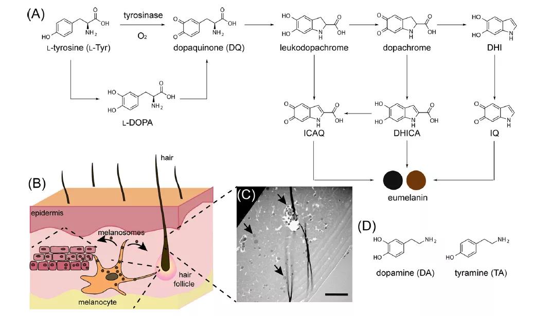 科学染发防止分层,科学长效染发剂