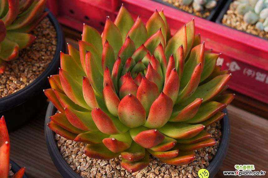 1000种多肉植物图鉴大全大图,景天科1000种多肉植物图鉴