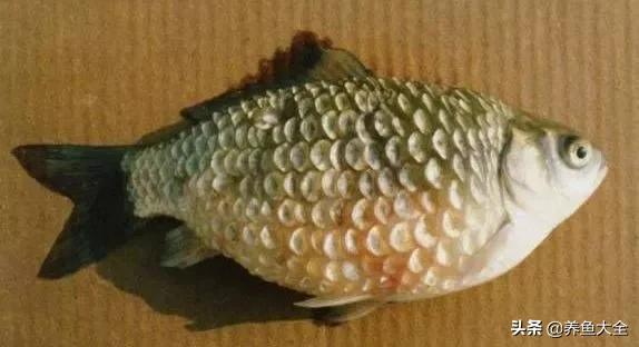 疾病小课堂第二弹——观赏鱼疾病