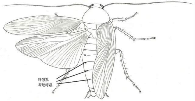 蟑螂的十大真相,最可怕的蟑螂是什么蟑螂