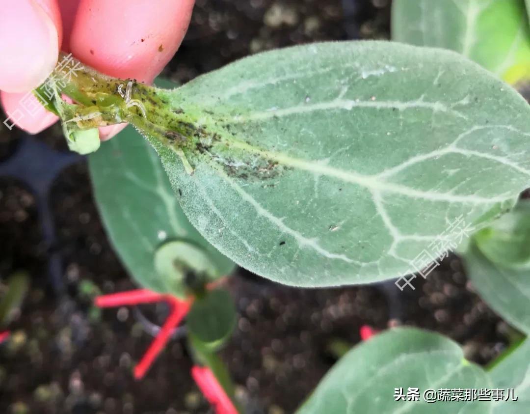 刚种的西瓜苗蔫了怎么回事,刚出土的西瓜苗发黄什么原因