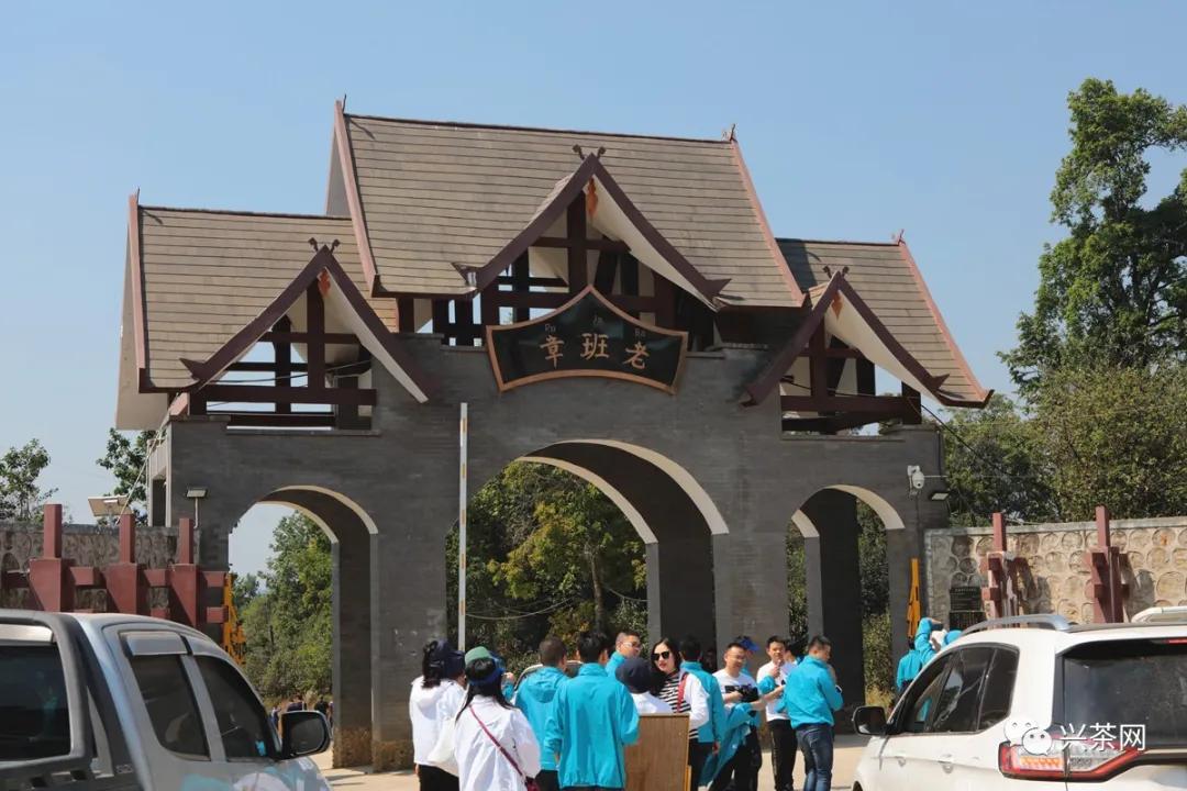 2023云南春茶著名山头价格,云南省2021老班章春茶价格