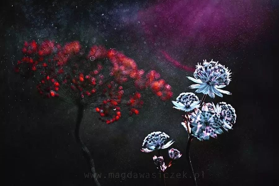 绝美花朵摄影佳作,波兰花朵摄影作品欣赏