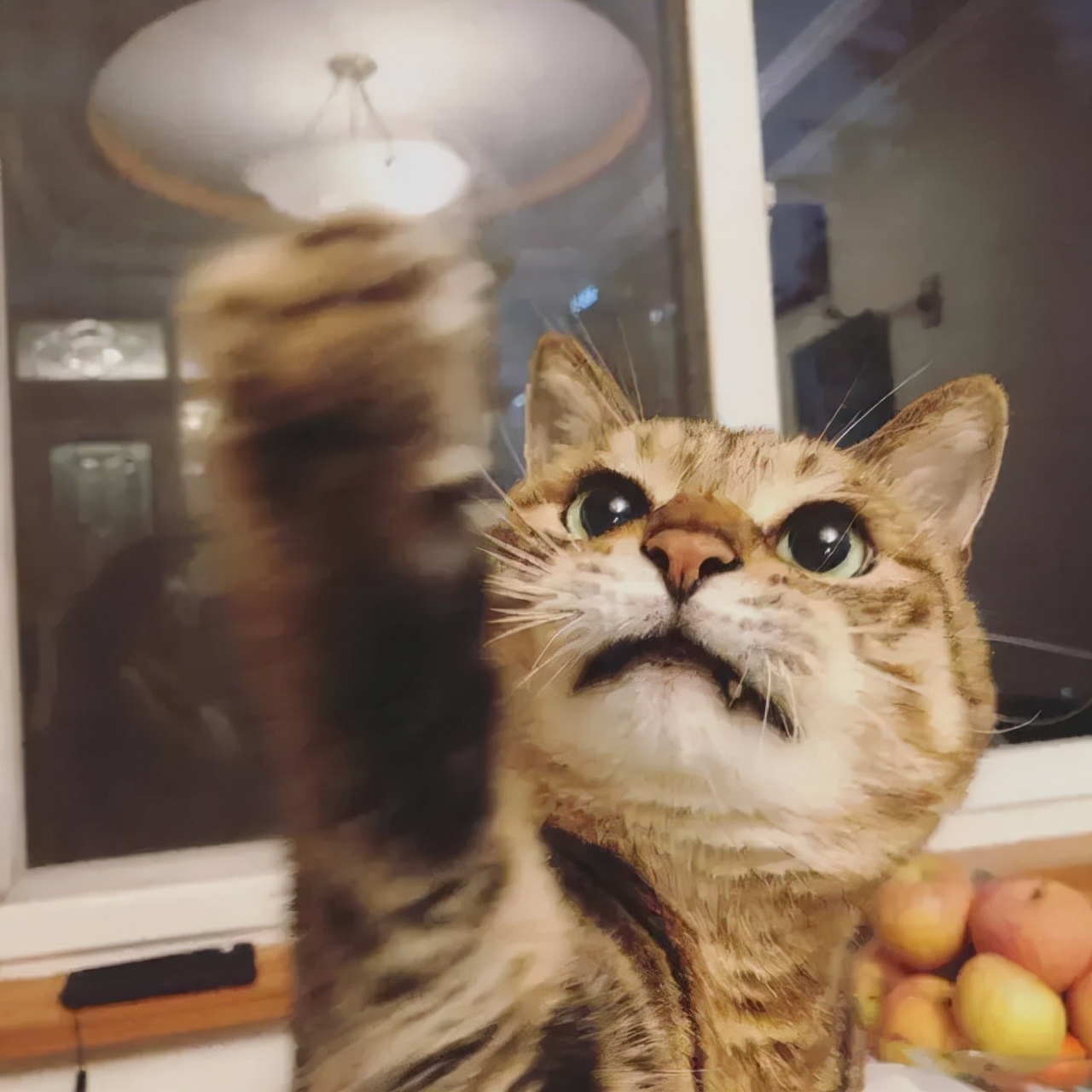 养猫咪哪种猫最好养并且粘人,新手养猫最好要选择这三种猫咪