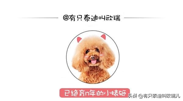 狗狗后腿瘸了给它坐了专属轮椅,狗狗瘸腿扶主人