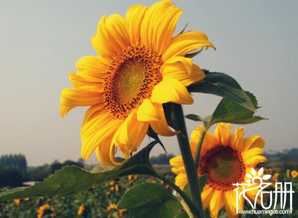 适合送给老师的花有哪些7种最适合送给老师的花,灯笼花代表感恩