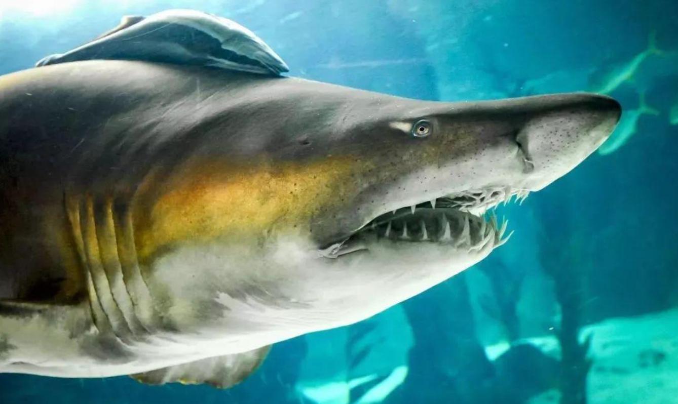 虎鲨捕食鳄鱼,鳄鱼被猎豹抓住