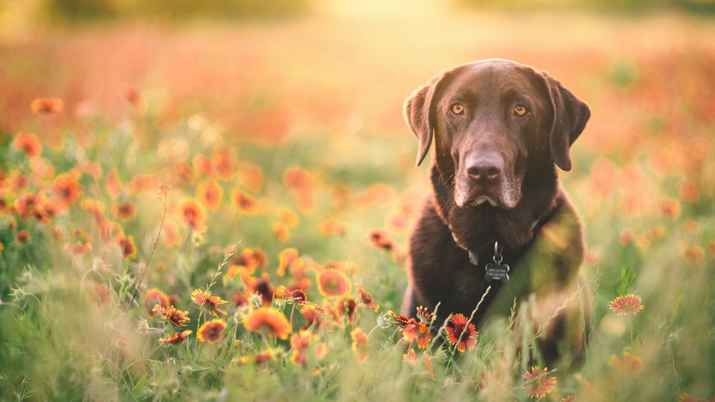 盘点各种品种的狗狗,狗狗可以吃的12个品种