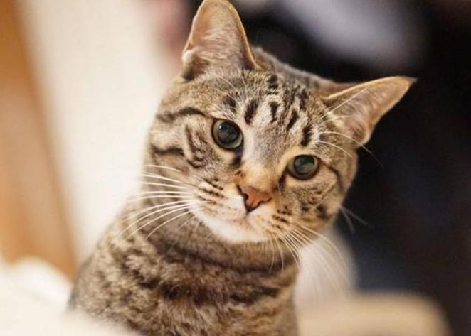 建议穷人养的10种猫性格温顺,什么猫好养而且不贵且不容易得病