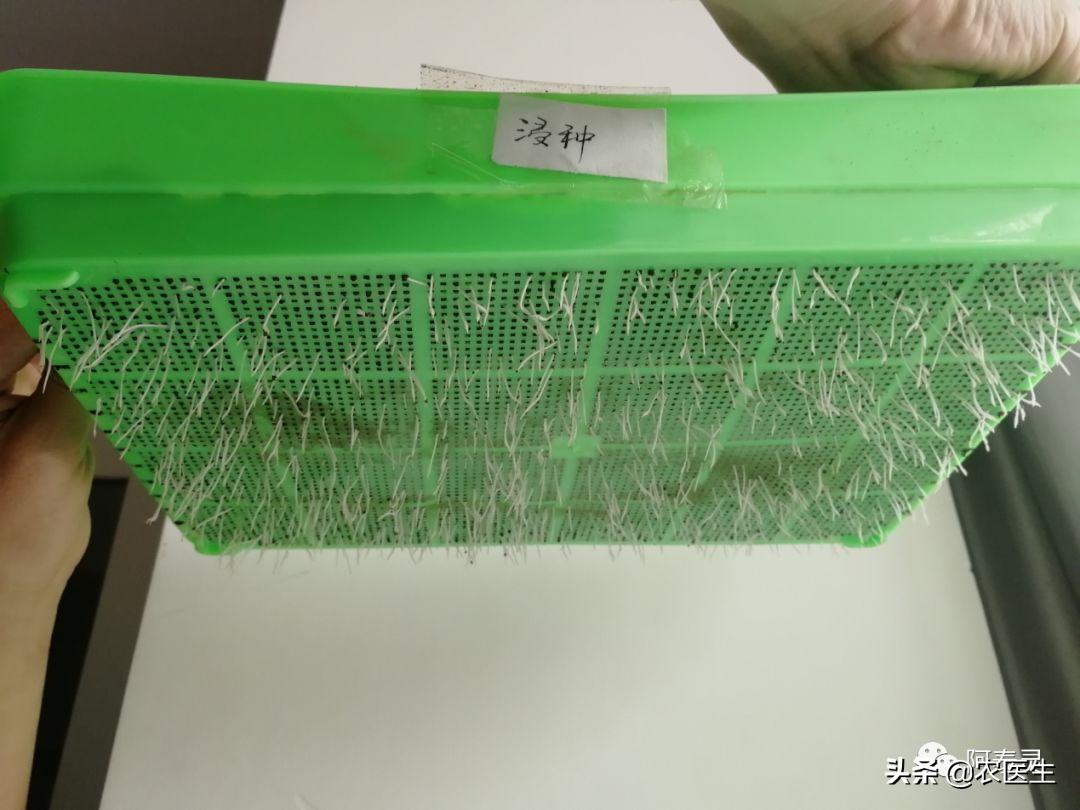 水稻苗床最怕的一种病害立枯病,水稻育秧病害防治