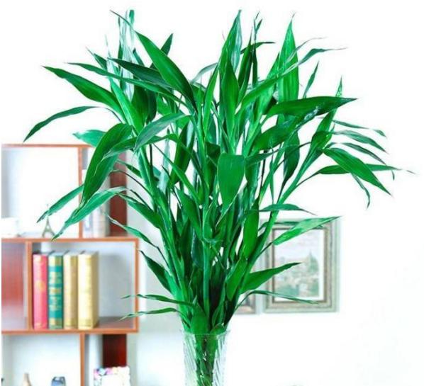 老人说三种花不吉利,这5种花适合老人养健康又长寿