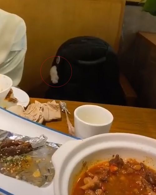 餐厅吃饭发现对面书包伸出“毛手”乱挥，网友被萌翻：好可爱