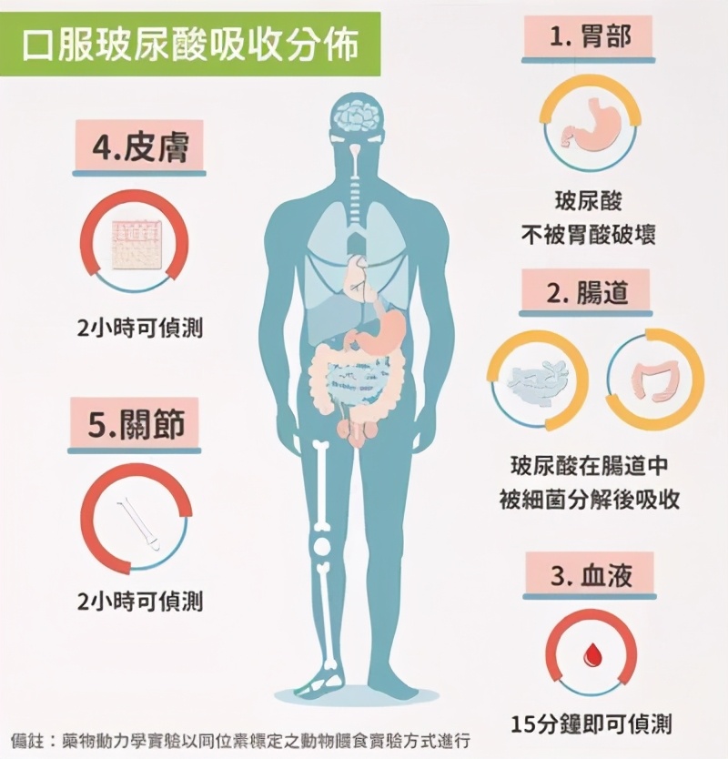 玻尿酸可以内服吗,玻尿酸内服有用吗