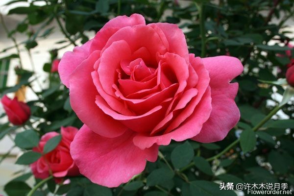 大花月季名贵月季十大品种,月季大花浓香好养的品种