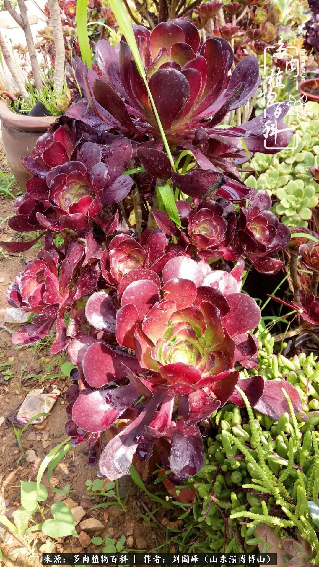 多肉植物大王叫我来巡山,大王叫我来巡山绿植