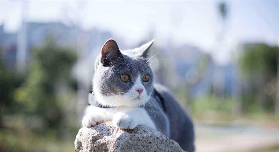 记录猫咪日常英短蓝白,养英短蓝白猫的注意事项