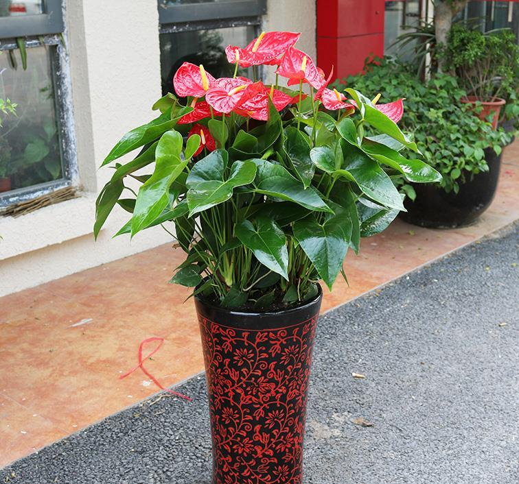 十大好养的懒人花好看,家中常种的十种吉祥花